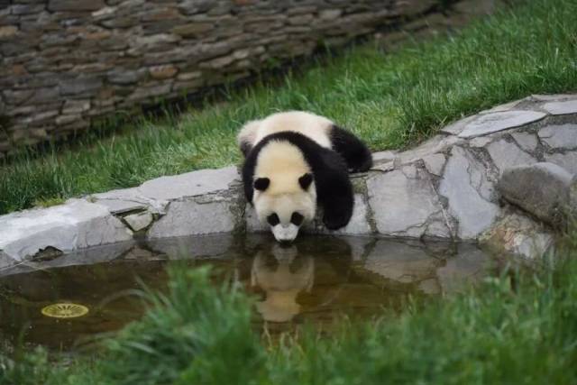 大熊猫幼崽来到池塘边喝水。