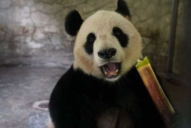 大熊猫“辉辉”抱着新鲜的竹子大口啃食起来。