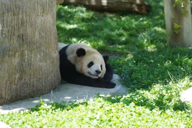 一只大熊猫幼崽躲在墙角休息。
