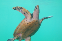 World Oceans Day | What's under the seas near Guangdong? World Oceans Day | What's under the seas near Guangdong?
