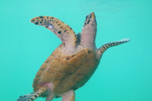 World Oceans Day | What's under the seas near Guangdong?