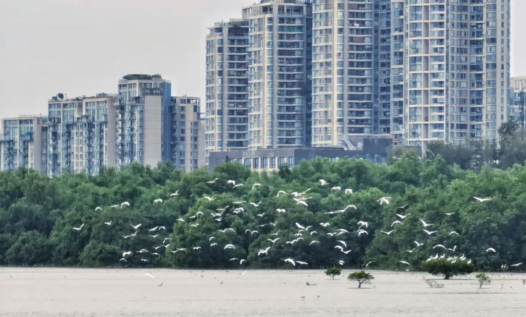 深圳红树林湿地