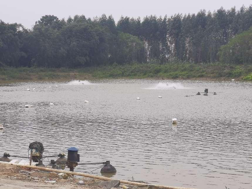 横沥镇新村村的养殖户用增氧机给鱼儿们增氧。摄影：谢景获