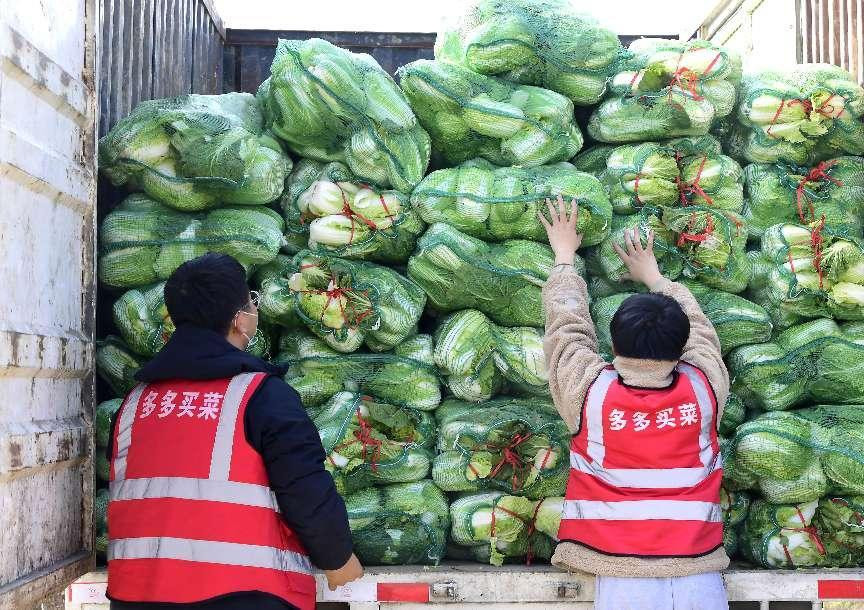 多多买菜暖冬行动开进地头