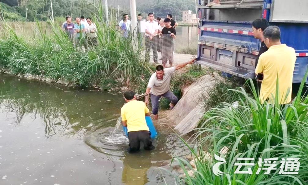 约6万尾！云城腰古白金丰产鲫第二批鱼苗成功投放
