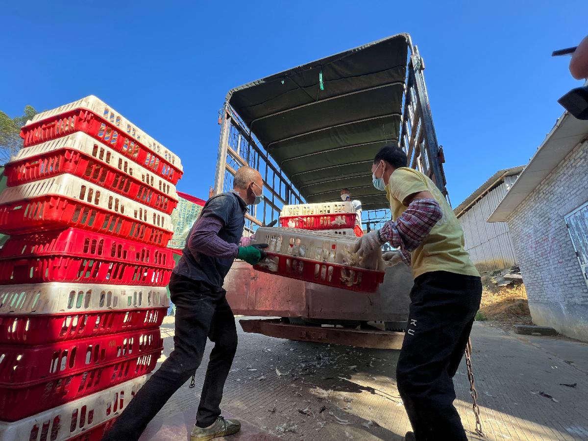 新兴县水台镇布茅养殖小区首批肉鸡出栏！