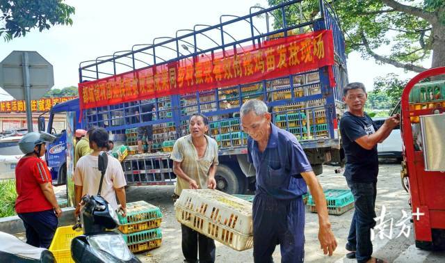 郁南都城镇发放免费鸡苗，助农“啄”开致富门