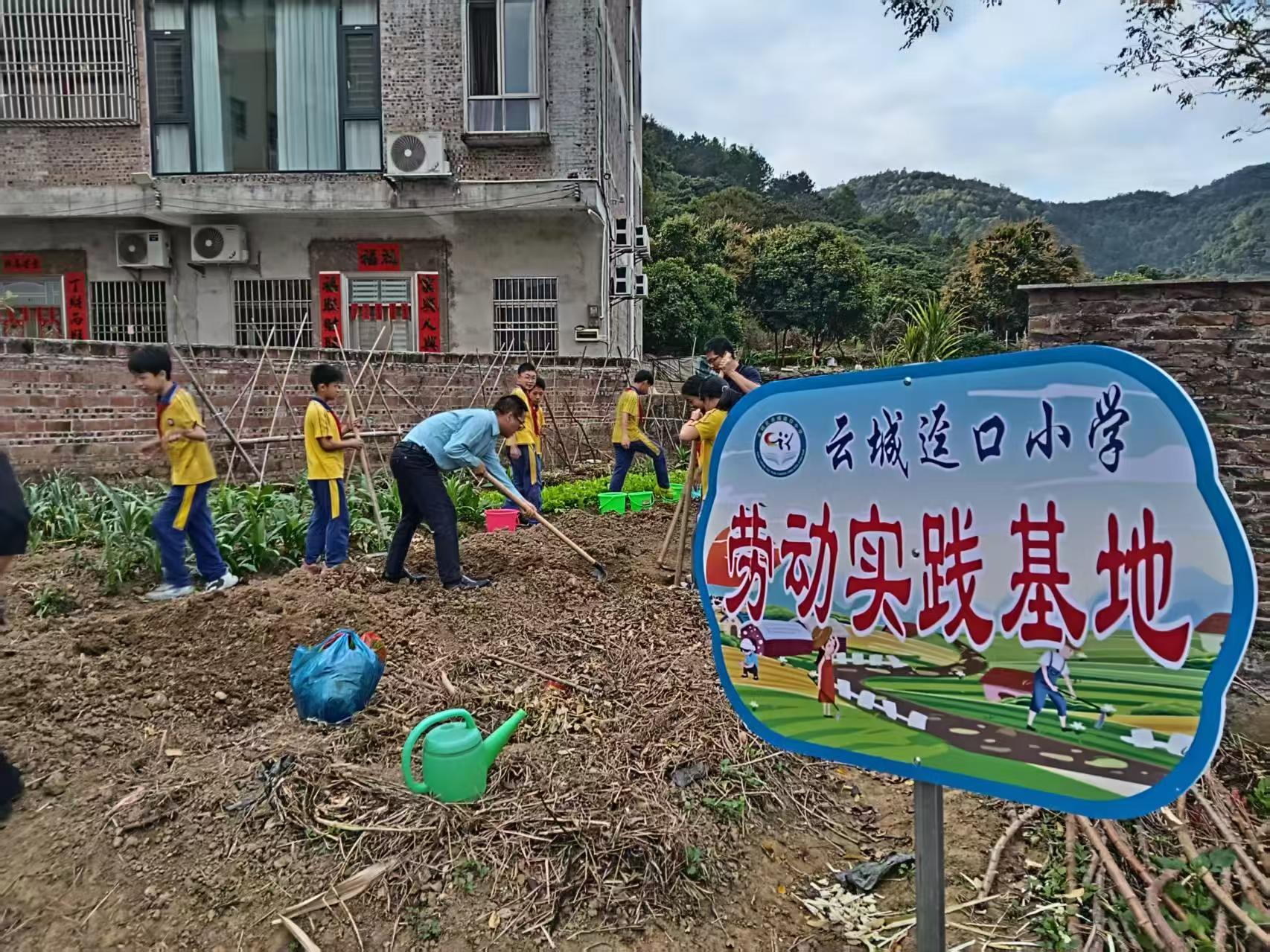 云城迳口小学：体验农事 感悟劳动
