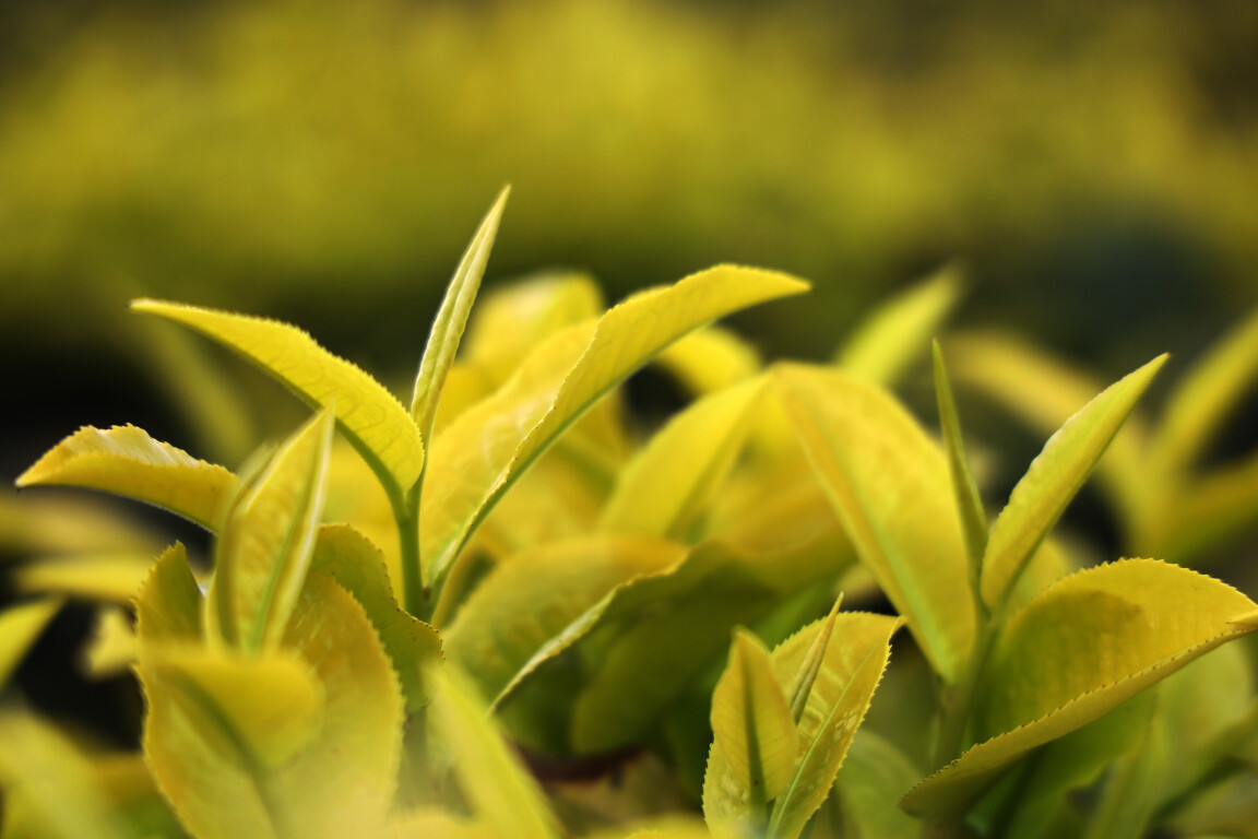 新兴：禅金茶采摘忙，茶香四溢产业兴