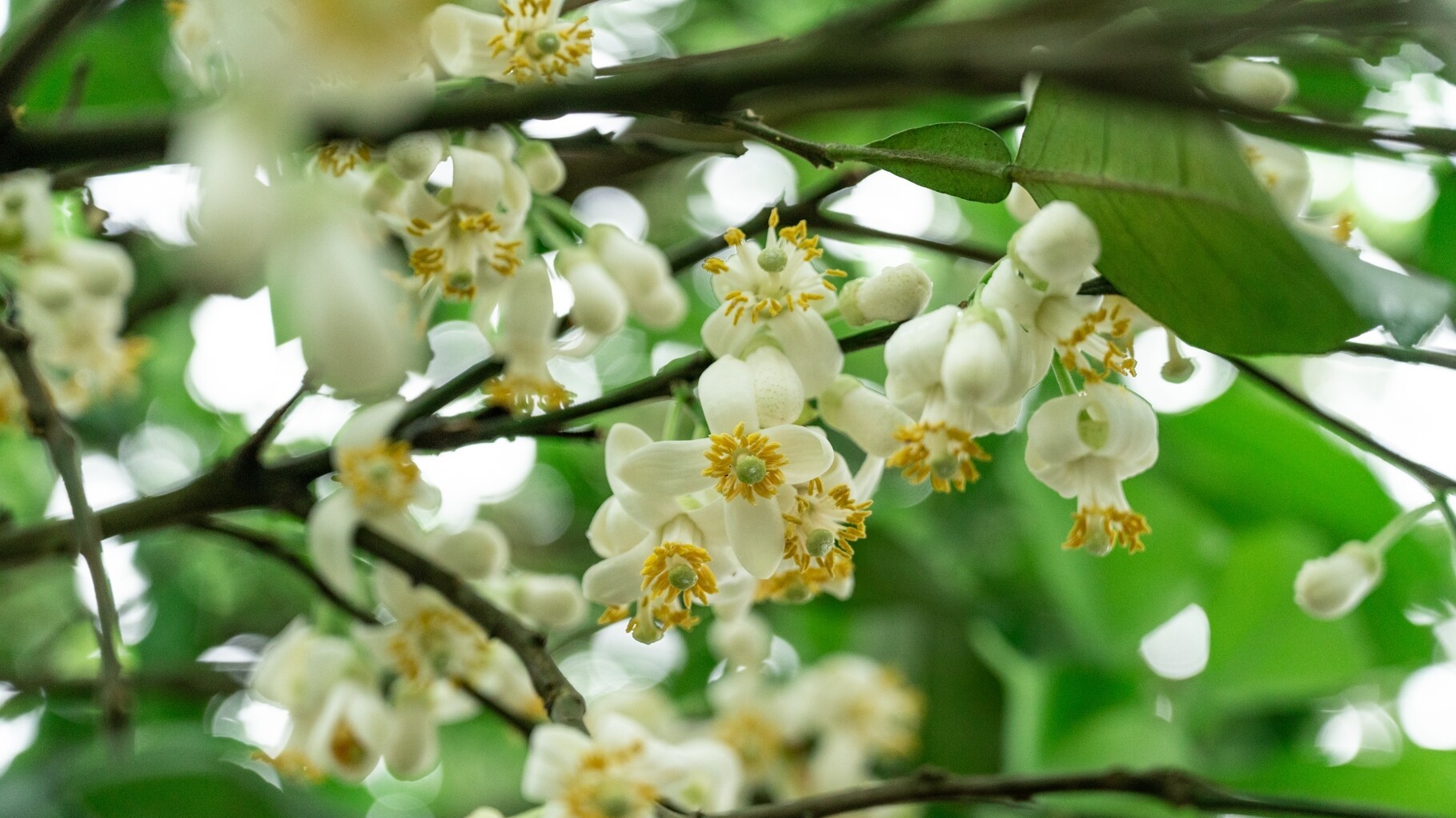 Come and enjoy Huajuhong blossoms in Maoming