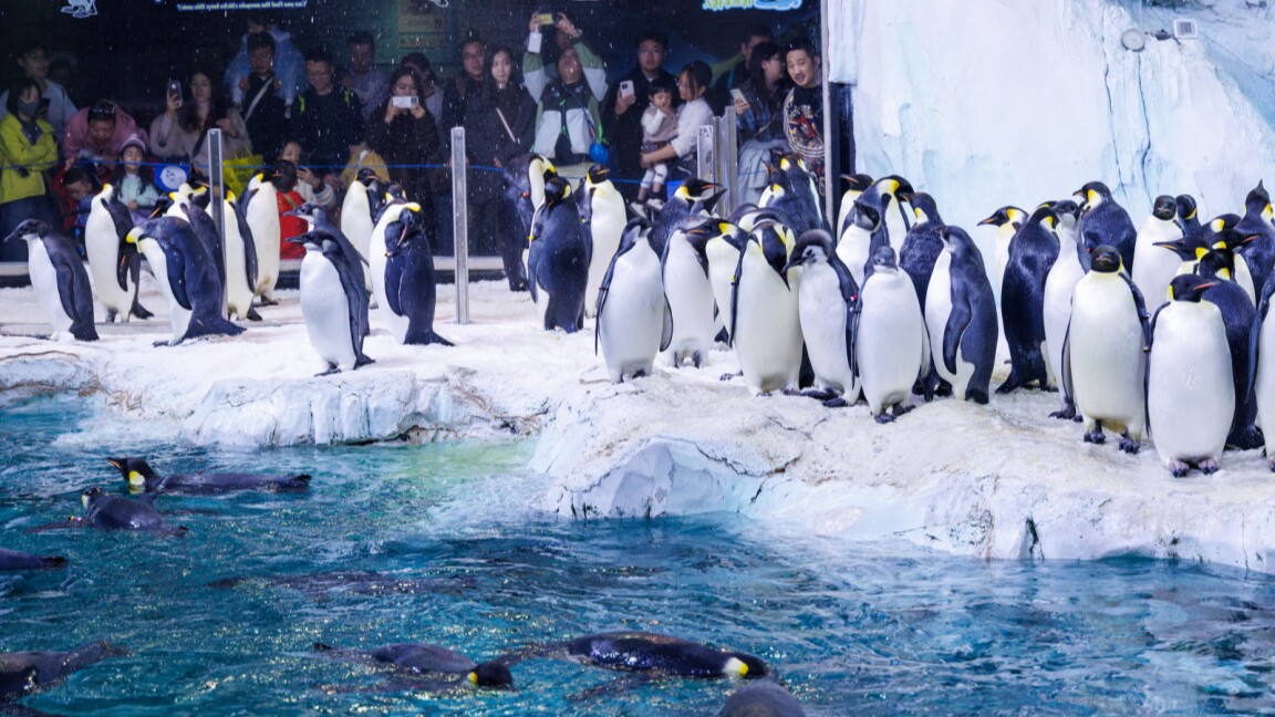 22 young emperor penguins molt into adulthood at Chimelong Ocean Kingdom in Hengqin
