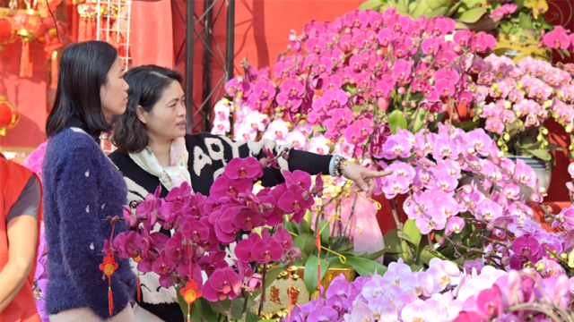 Spring in the air: Zhongshan's flower fairs ready to bloom