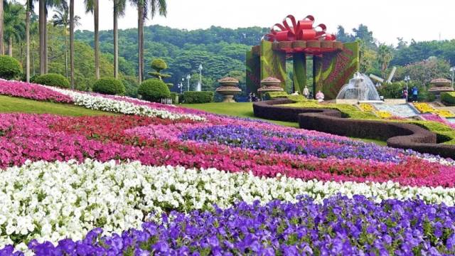 Guangzhou debuts city’s first petunia show, highlighting home-grown blooms