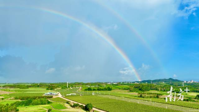 广东北部湾农旅产业园火龙果园与天空交相辉映，绘成一幅美丽画卷。吴东俊 摄