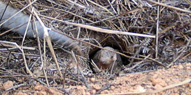 First released! A pangolin and its cub appear in the wild in Heyuan