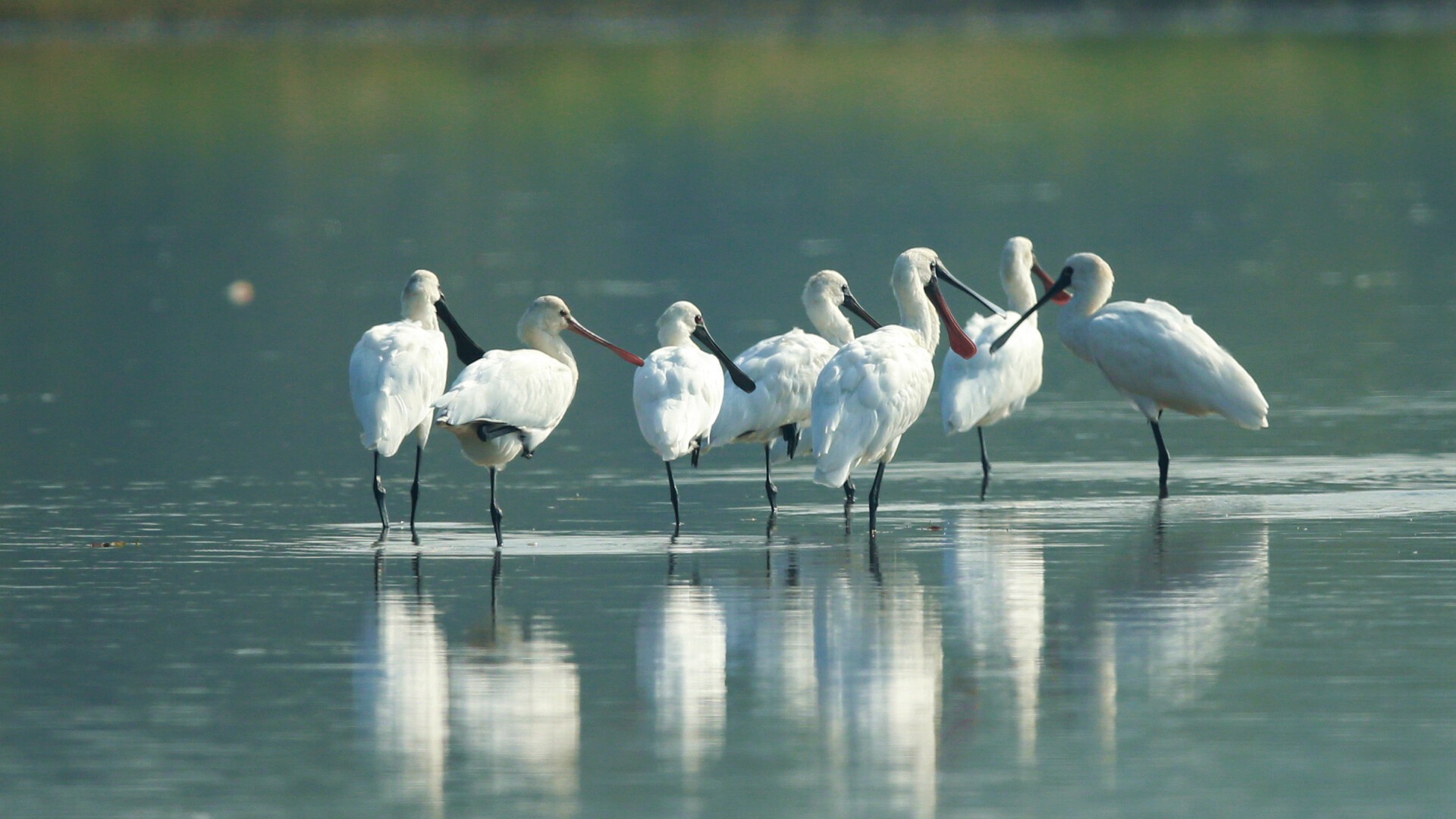 ​At least 91! Number of black-faced spoonbills in GZ's Nansha grows