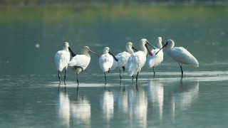 ?At least 91! Number of black-faced spoonbills in GZ's Nansha grows