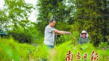 逆境之下奋力搏,换得瓜果满园香 逆境之下奋力搏,换得瓜果满园香