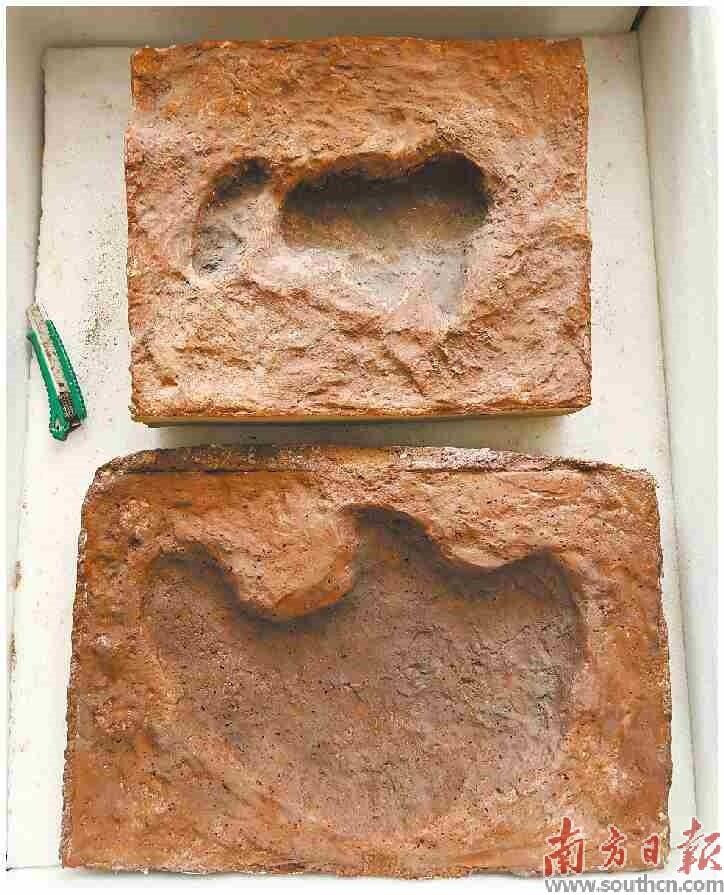 河源确认3枚恐龙足迹化石 距今约6600万年