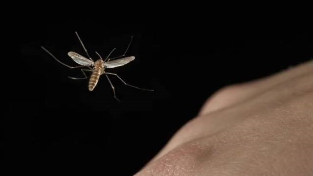 Watch out for mosquitoes: avoid dengue fever