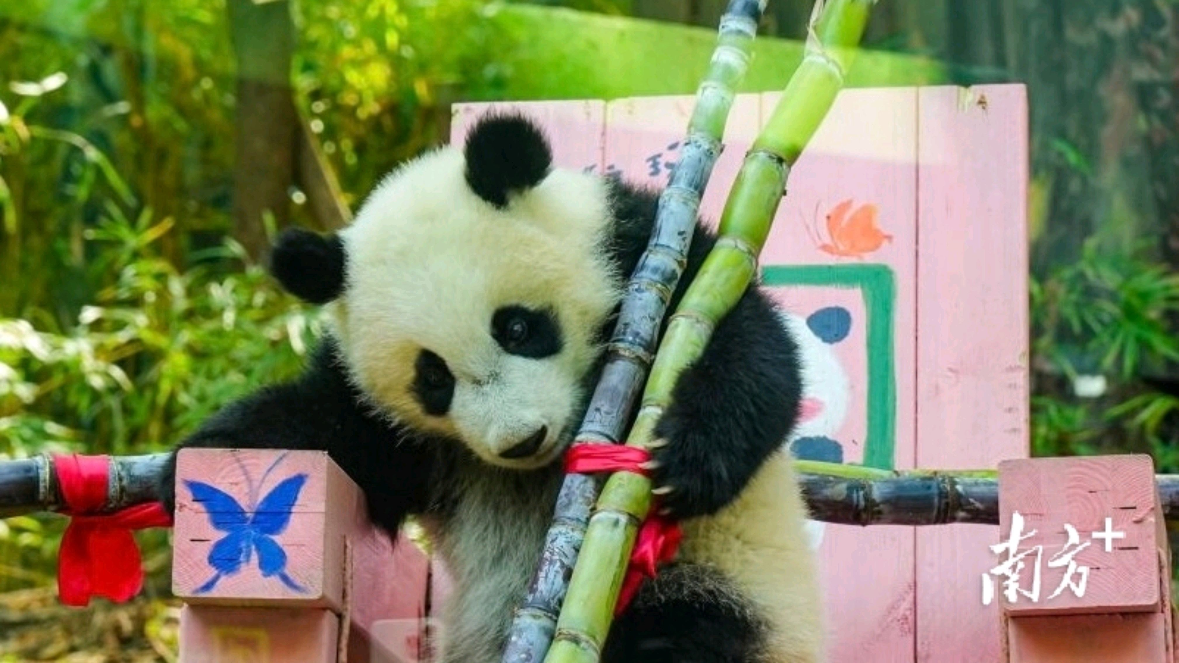 Panda Party Parade: Panda birthdays celebrated across China and beyond, drawing crowds and boosting eco-awareness