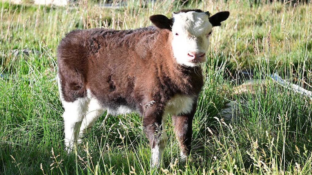 World's first somatic cell-cloned dzo born in China's Xizang