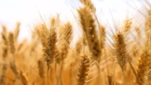 立足优势、补足短板，多措并举保国家粮食安全