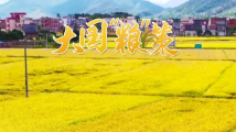 【云浮】稻花香里说“粮”策 描绘“丰”景一片 【云浮】稻花香里说“粮”策 描绘“丰”景一片