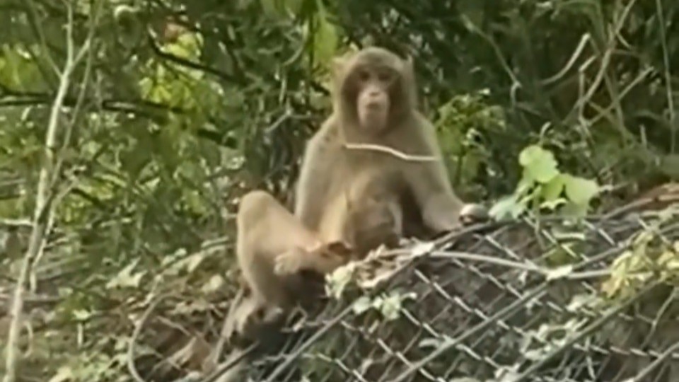 Wild monkeys spotted again in Huidong's Baipenzhu Reservoir Area