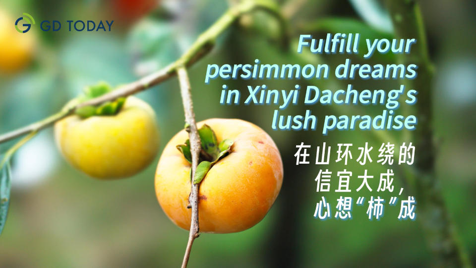 Fulfill your persimmon dreams in Xinyi Dacheng's lush paradise