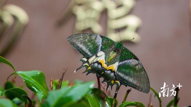 Rare butterfly species observed in Guangdong's Chebaling National Natural Reserve