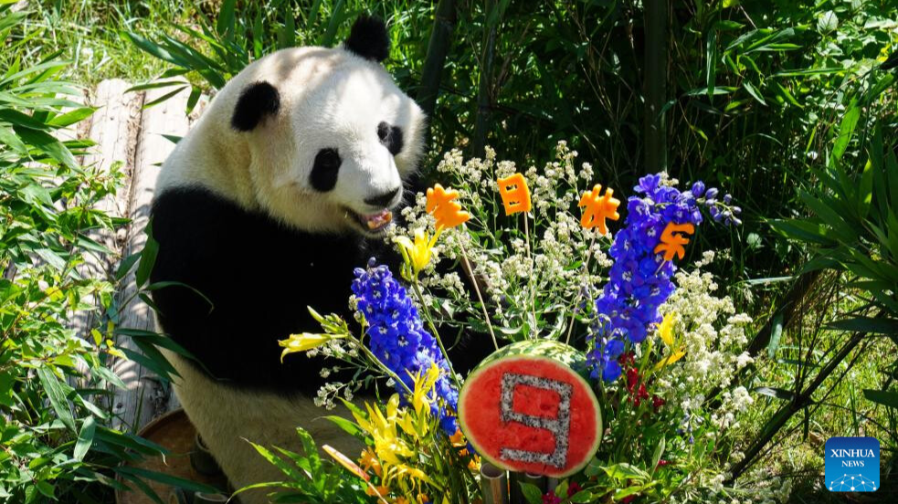 Giant pandas Qi Guo, Yuan Man celebrate 9th birthday in China's Qinghai