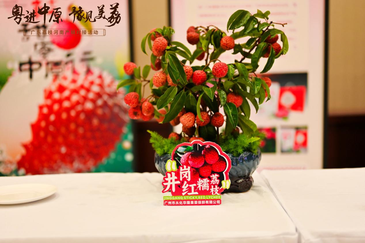 广东荔枝盆栽首次在河南开售,为中原市场带来不同的消费场景。