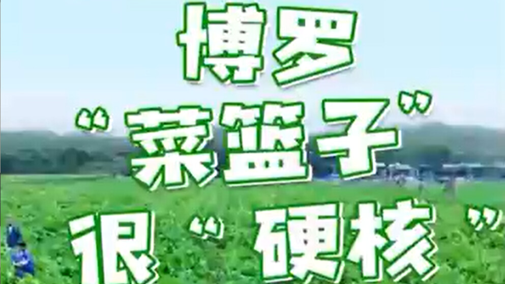 勇立潮头大湾区｜“天地联动” 博罗“菜篮子”很“硬核”
