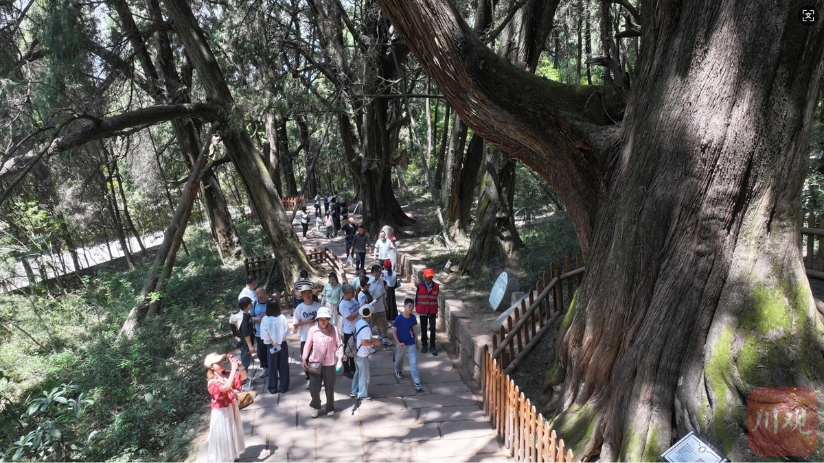 翠云廊成熱門“打卡地”。圖為游客在翠云廊景區(qū)游覽。廣元觀察 高志農(nóng) 攝
