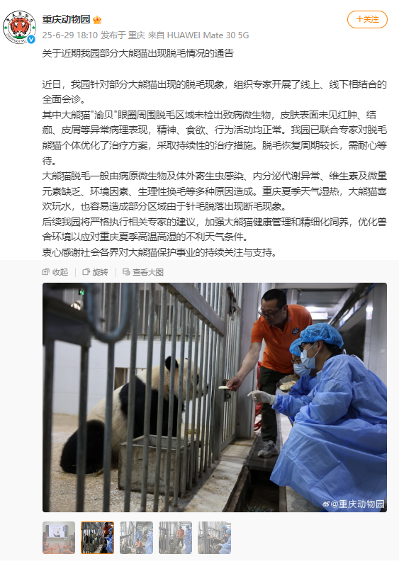 重慶動物園部分大熊貓出現(xiàn)脫毛情況，園方回應