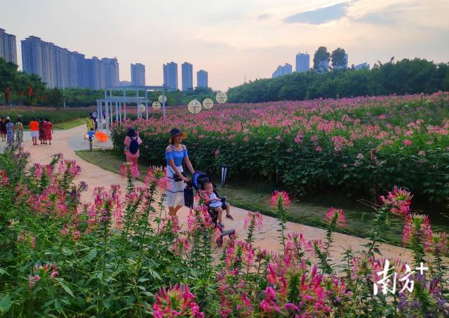 9月25日，湛江市南国热带花园，多彩的醉蝶花盛开，吸引市民前来赏花游玩。陈永锋 摄