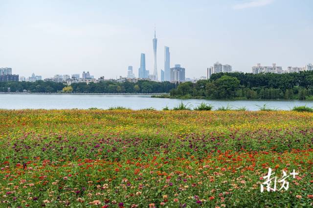 9月24日，广州市海珠湖公园大片百日菊竞相绽放，色彩斑斓，秋景如画。李晓源 摄