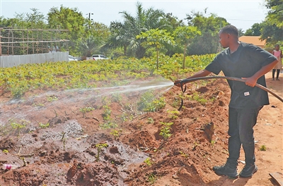 托比亚西·曼戈莱在农场灌溉。人民日报记者 沈小晓摄