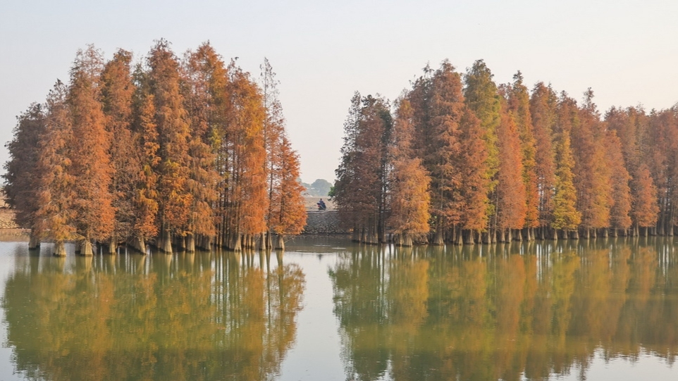 Bald cypress trees in Guangdong's Zhongshan turn red