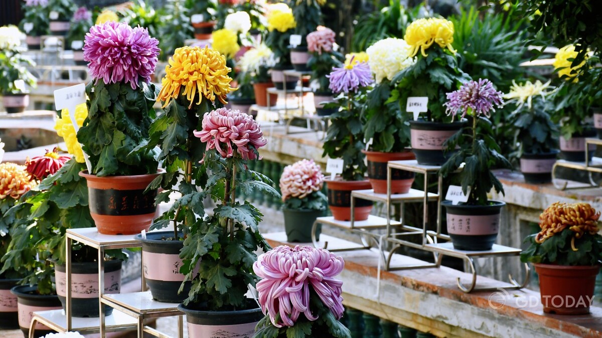 Enjoy Spring Festival with chrysanthemum viewing and garden tours