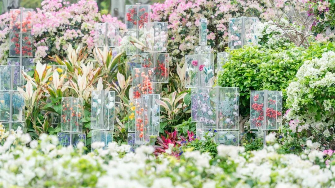 Ilustração de Hengqin｜Venha a Hengqin para desfrutar de um mar de flores em março