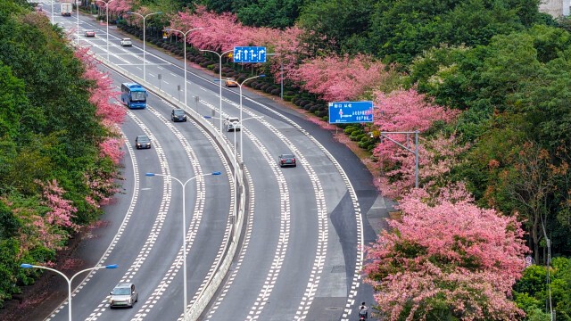 深秋里的“粉色浪漫”，广州从化启动首届丝木棉节