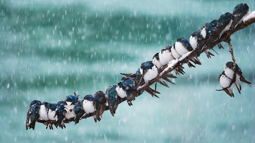 Unity and coziness among animals in winter