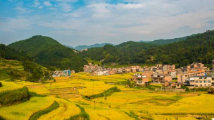 航拍连南大古坳村,秋分两色、梯田披金 航拍连南大古坳村,秋分两色、梯田披金