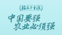 稻菽千重浪丨中国要强,农业必须强 稻菽千重浪丨中国要强,农业必须强