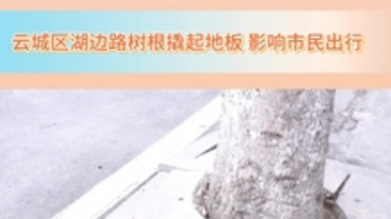 人民有请丨云城区湖边路树根撬起地板 影响市民出行