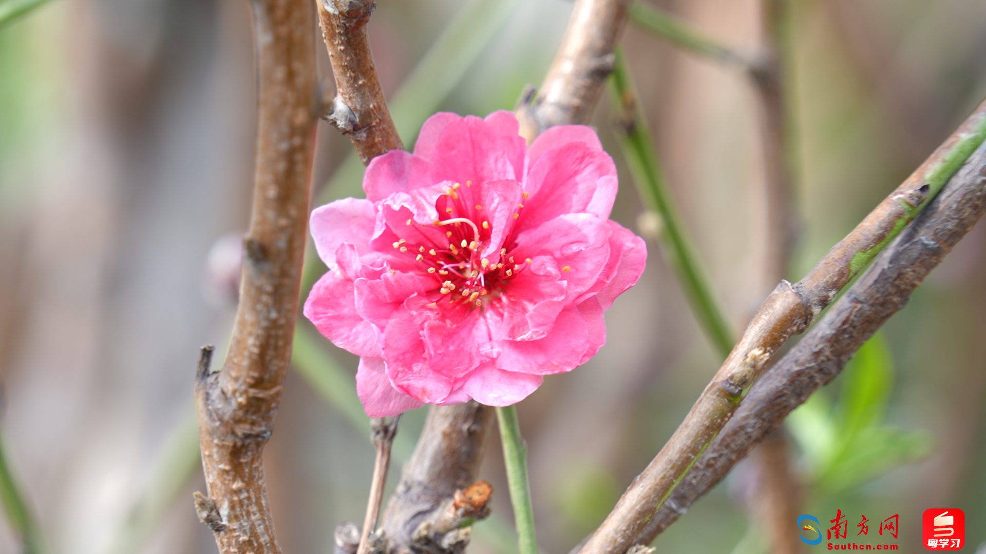 桃花粉嫩娇俏