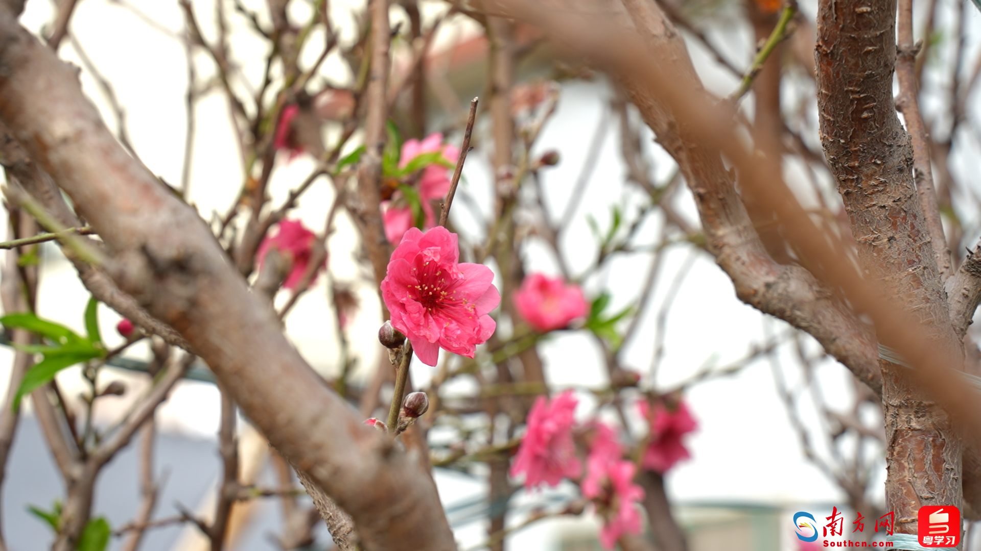 东秀工业区内桃花朵朵开