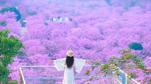 岭南大地万亩花开 共绘绿美岭南绚丽画卷